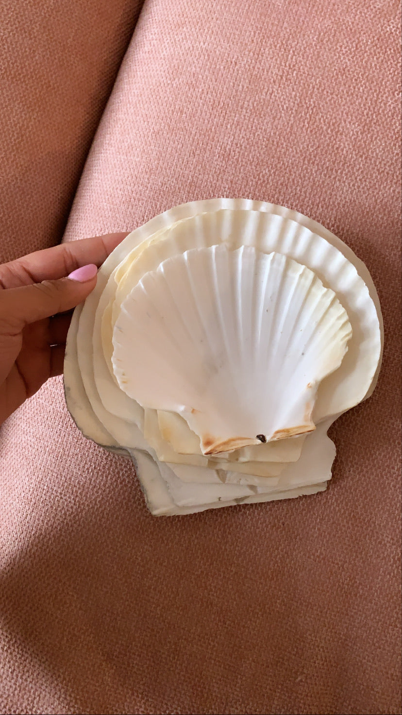 Real Seashell Catch-all dish