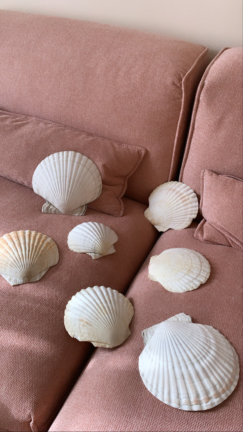 Real Seashell Catch-all dish